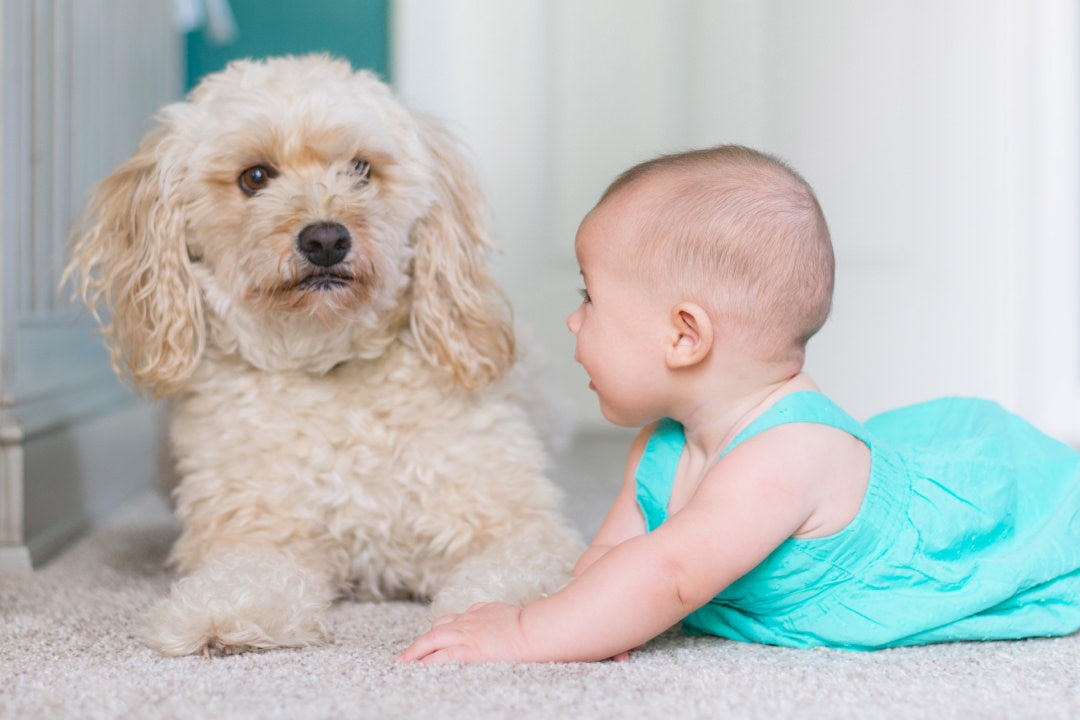 Allergic to pets? Here’s how to live comfortably alongside your four-legged family members.
