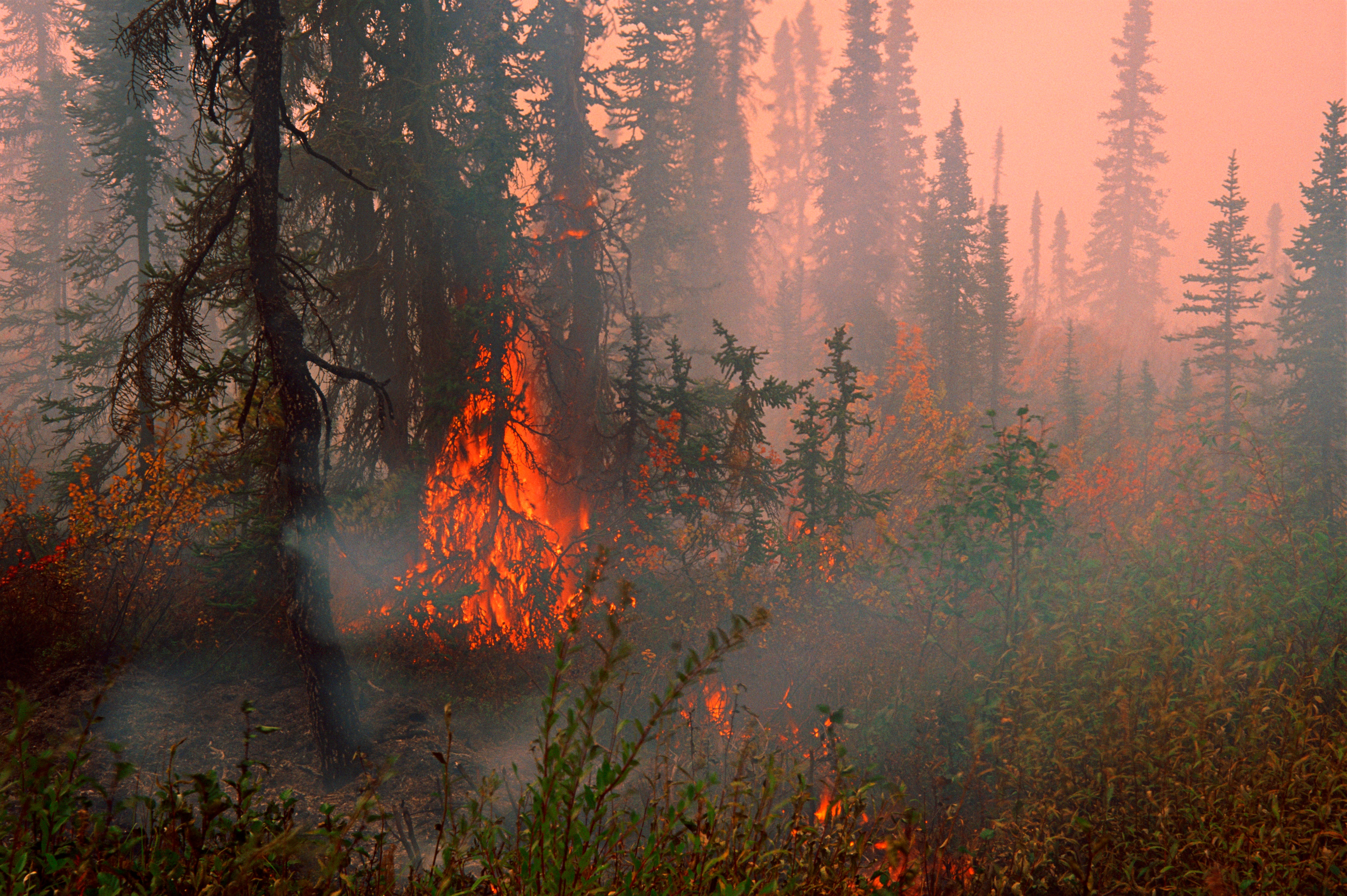 What are the health and economic effects of wildfires？